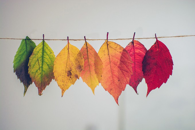 Colourful leaves used as decorations for a sustainable autumn season