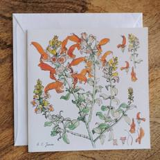 Single Fynbos Greeting Card via Urbankissed