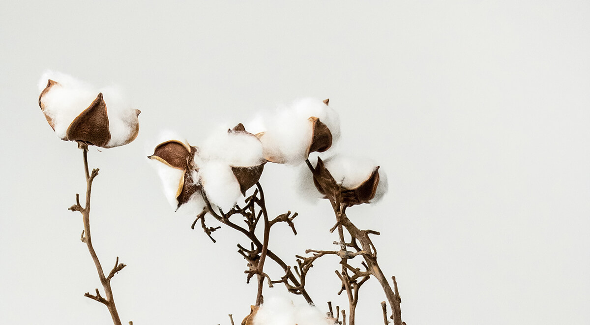 Organic Cotton vs. Non Organic Cotton: why you should care about
