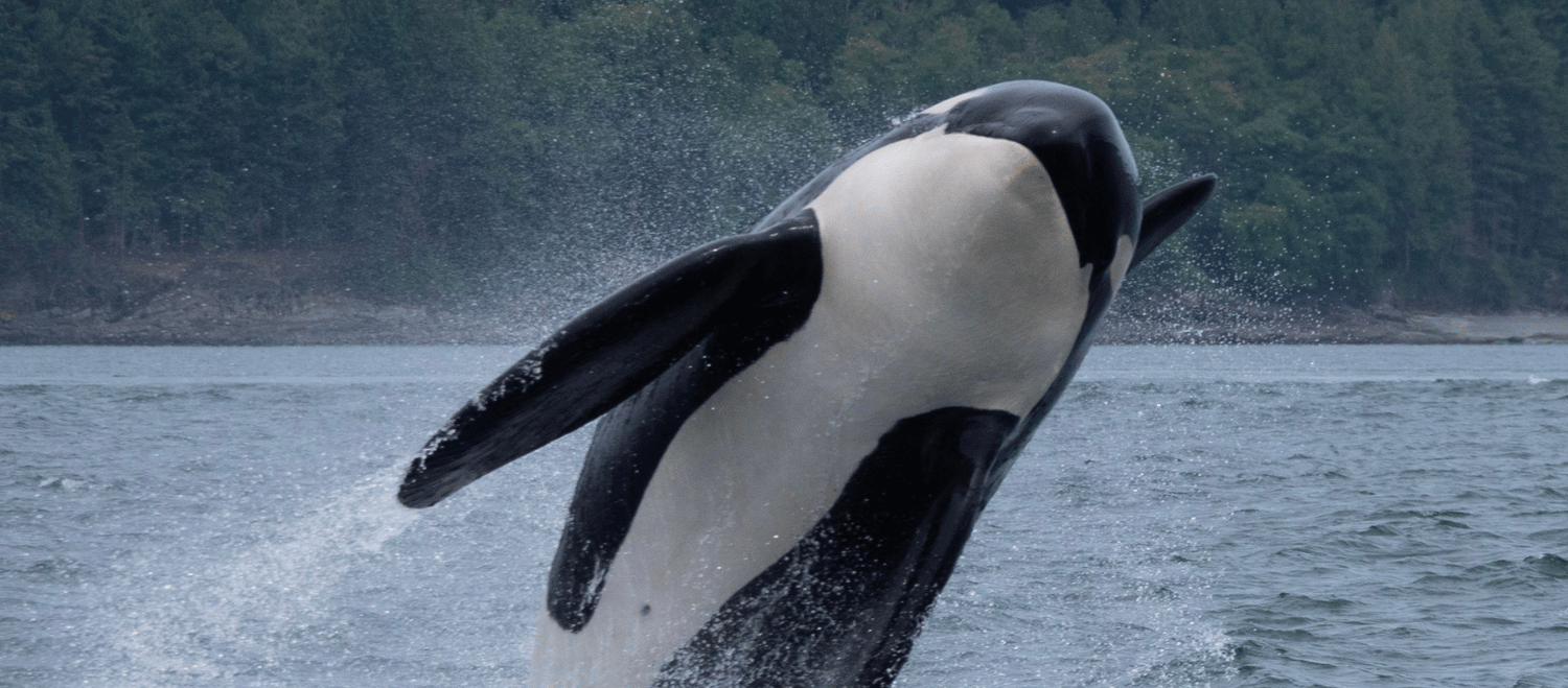 a killer whale starting a trend of wearing a salmon as hat